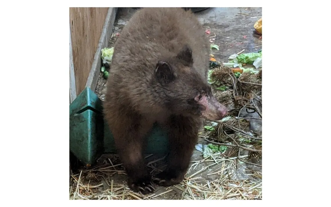 Peyton the bear