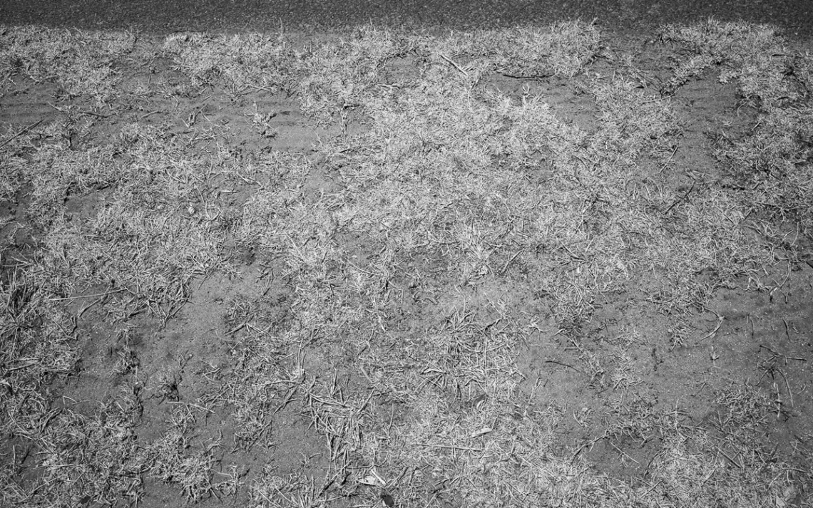 The remains of the lawn