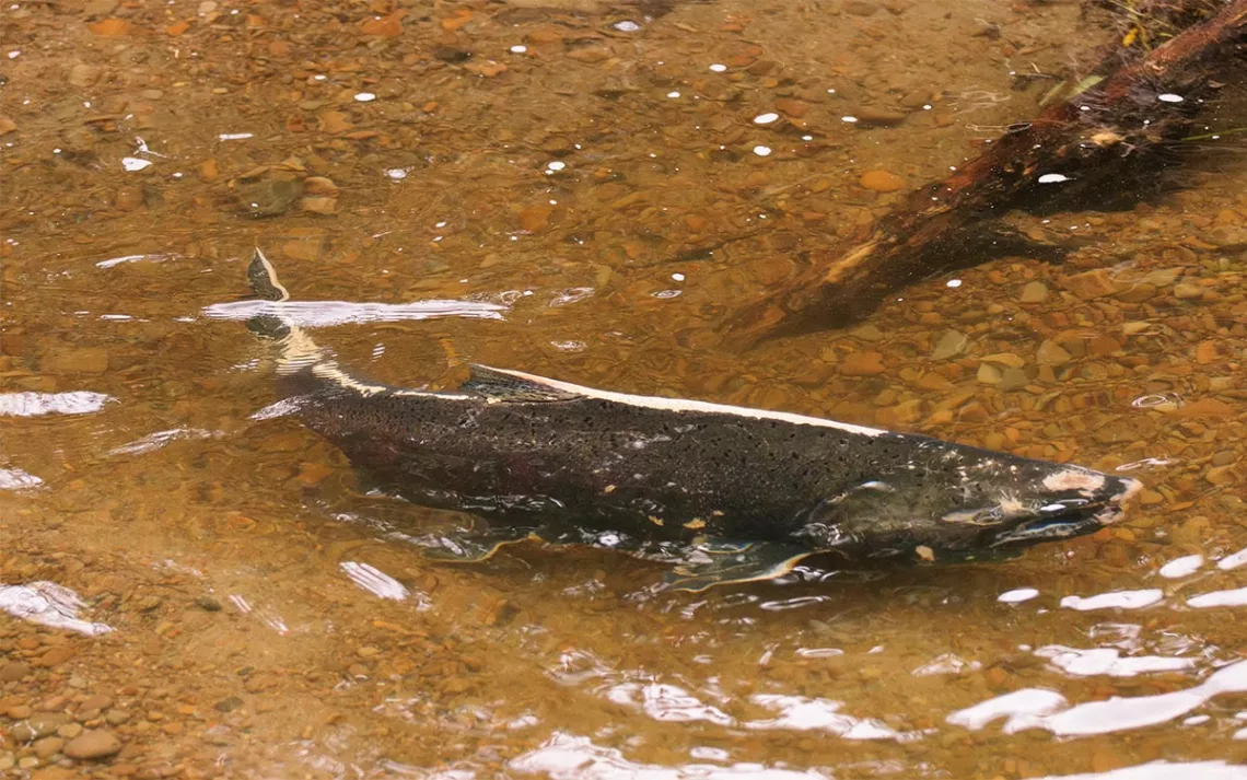 Wild fall Chinook salmon spawn in a southwestern Oregon coastal stream.