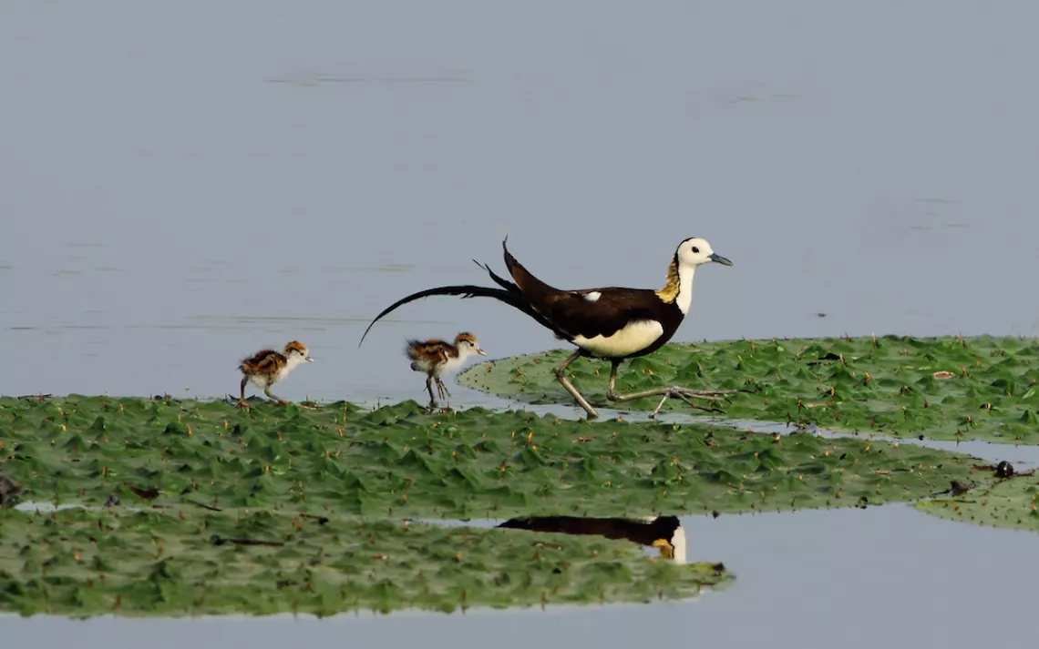 Jacana