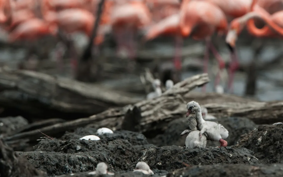 Flamingos