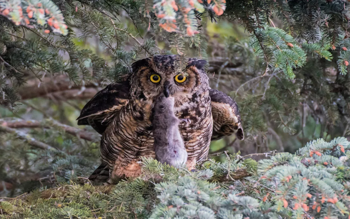 Great Horned Owl