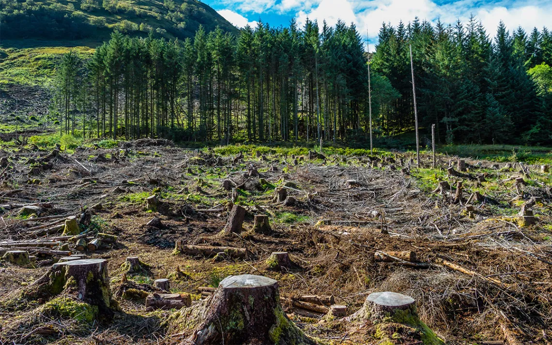 clearcutting