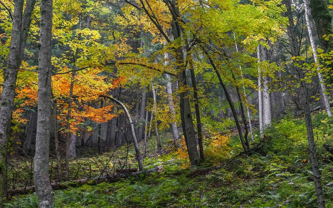 Michalovo, Tatras