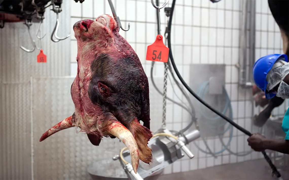 slaughterhouse
