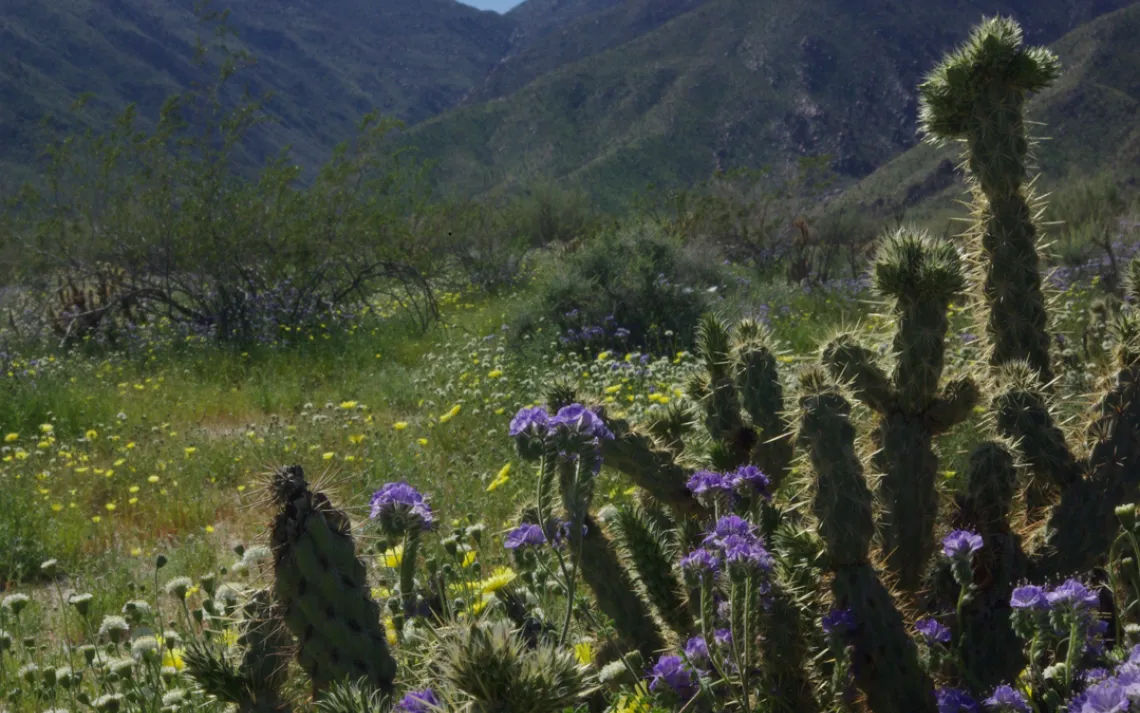 blooming cacti