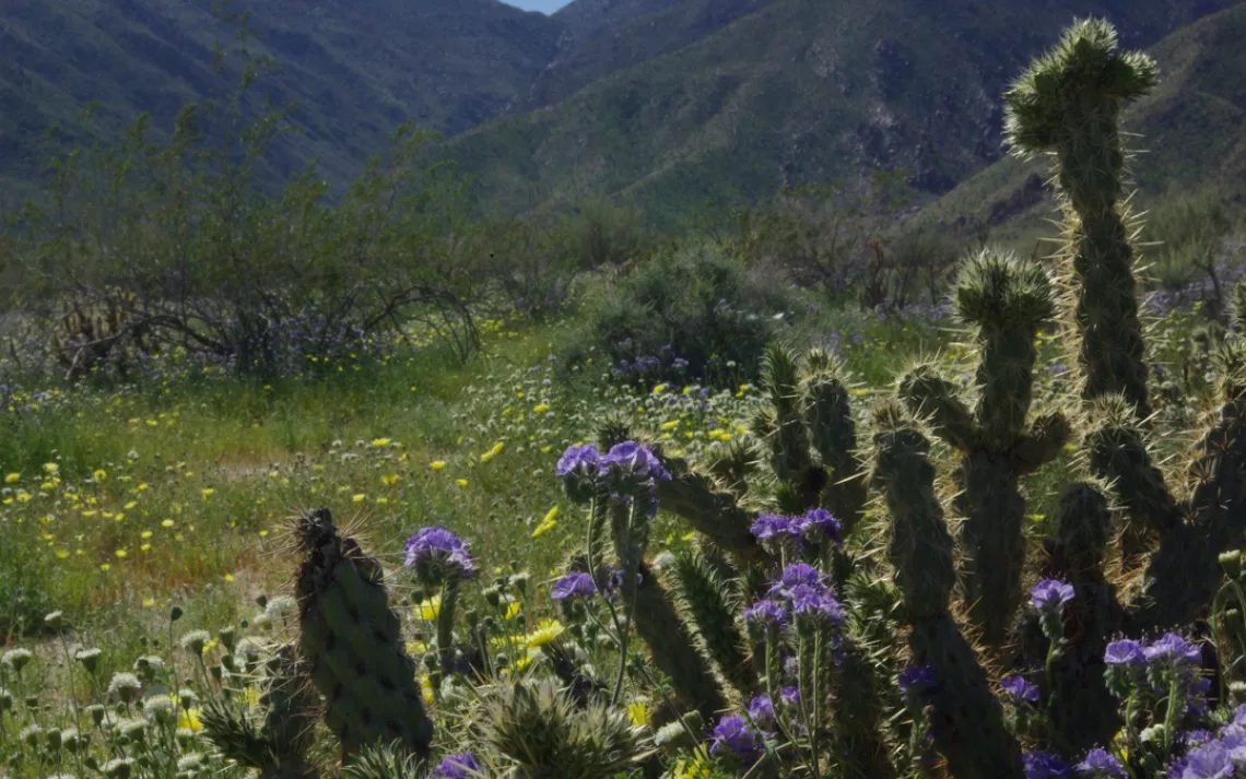 blooming cacti