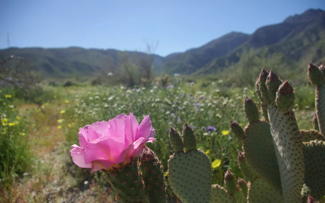 blooming cacti