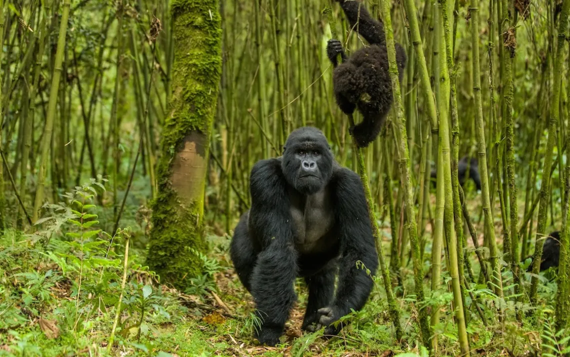 Natural World Safaris