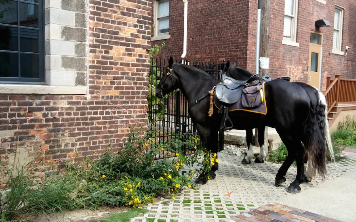 Alley with a horse