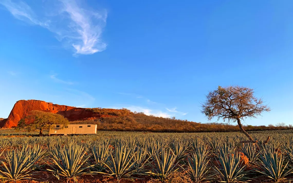 Agave