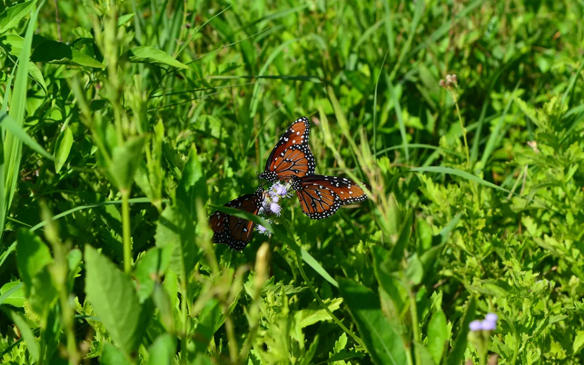 butterfly
