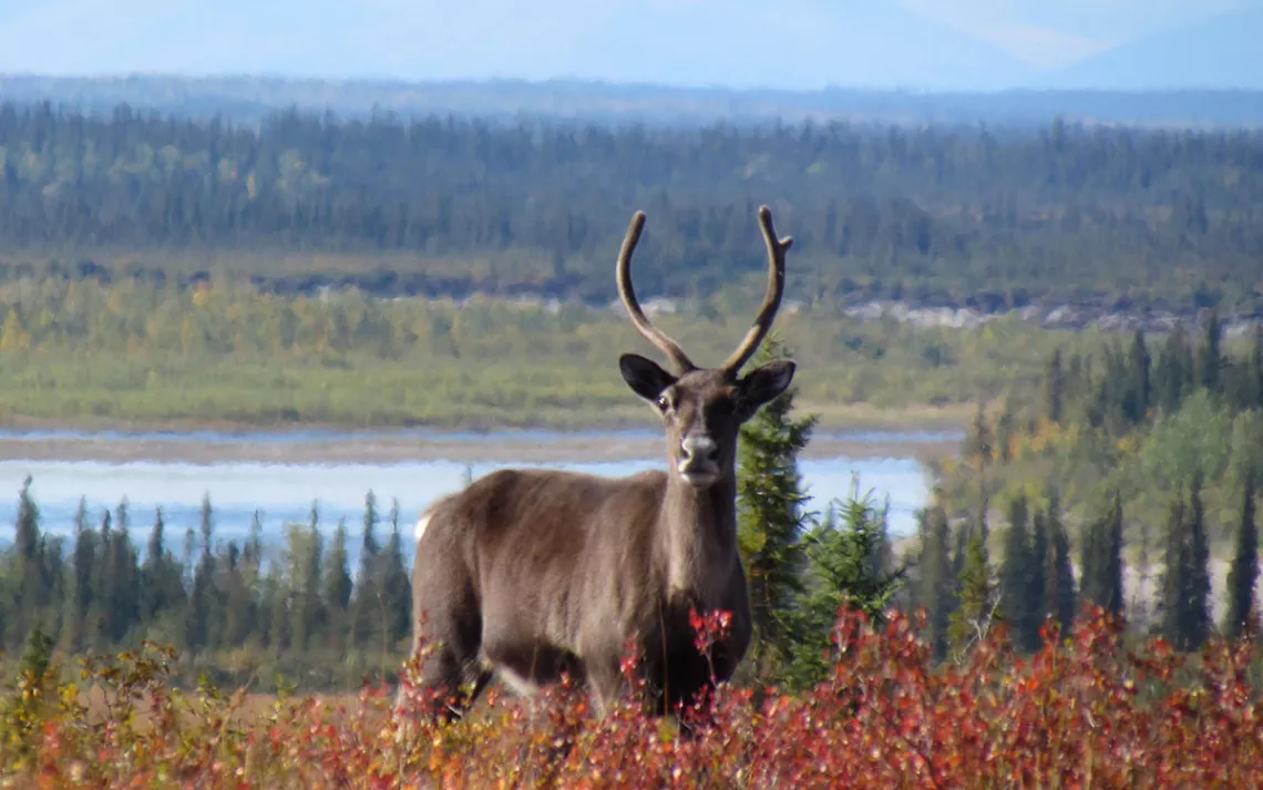 Caribou