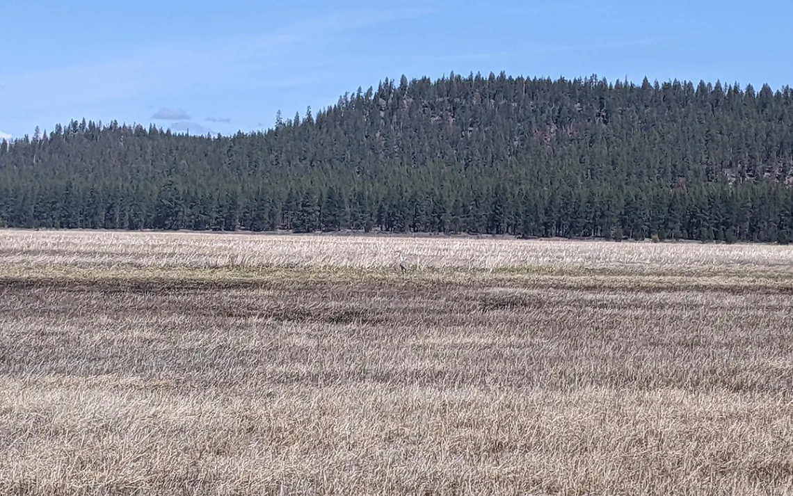 Klamath Marsh