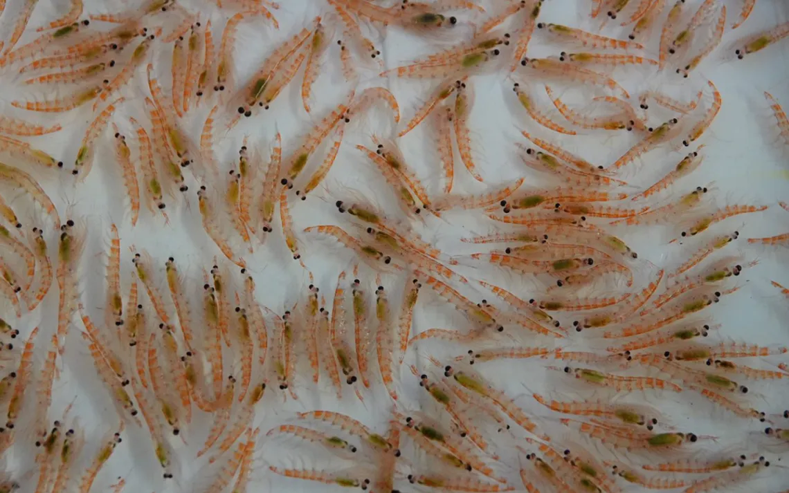 Microplastics