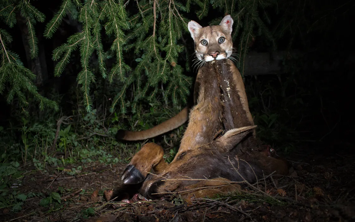 Mountain lion