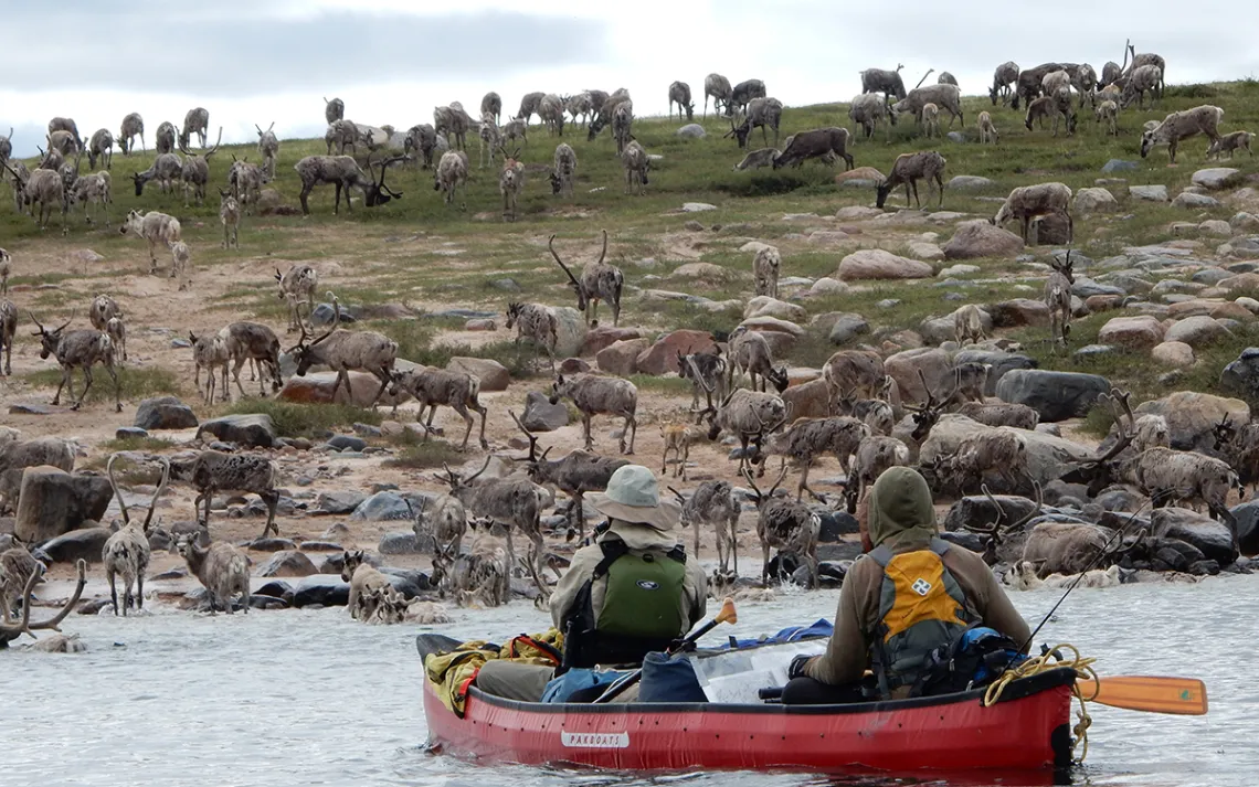 Caribou herd seen from the Back River in 2014.