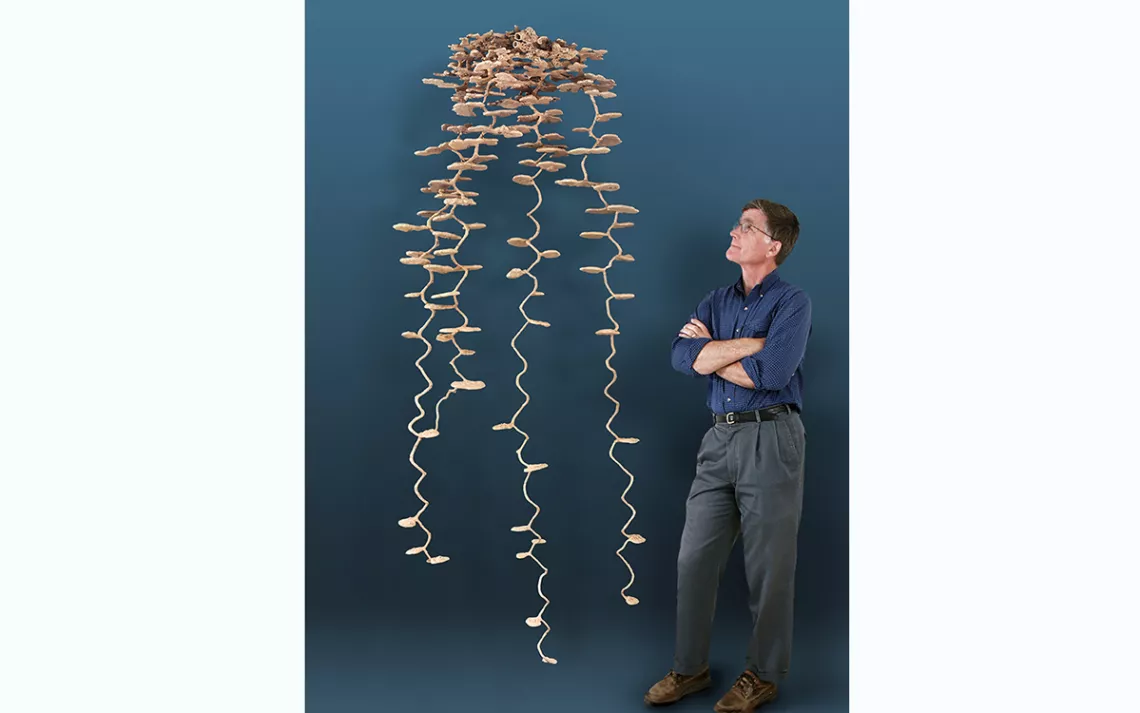 Myrmecologist Walter Tschinkel stands next to a plaster cast he made of a Florida harvester ant nest. The 8.5-foot-long sculpture captures the intricate structure and depth of the underground nest.