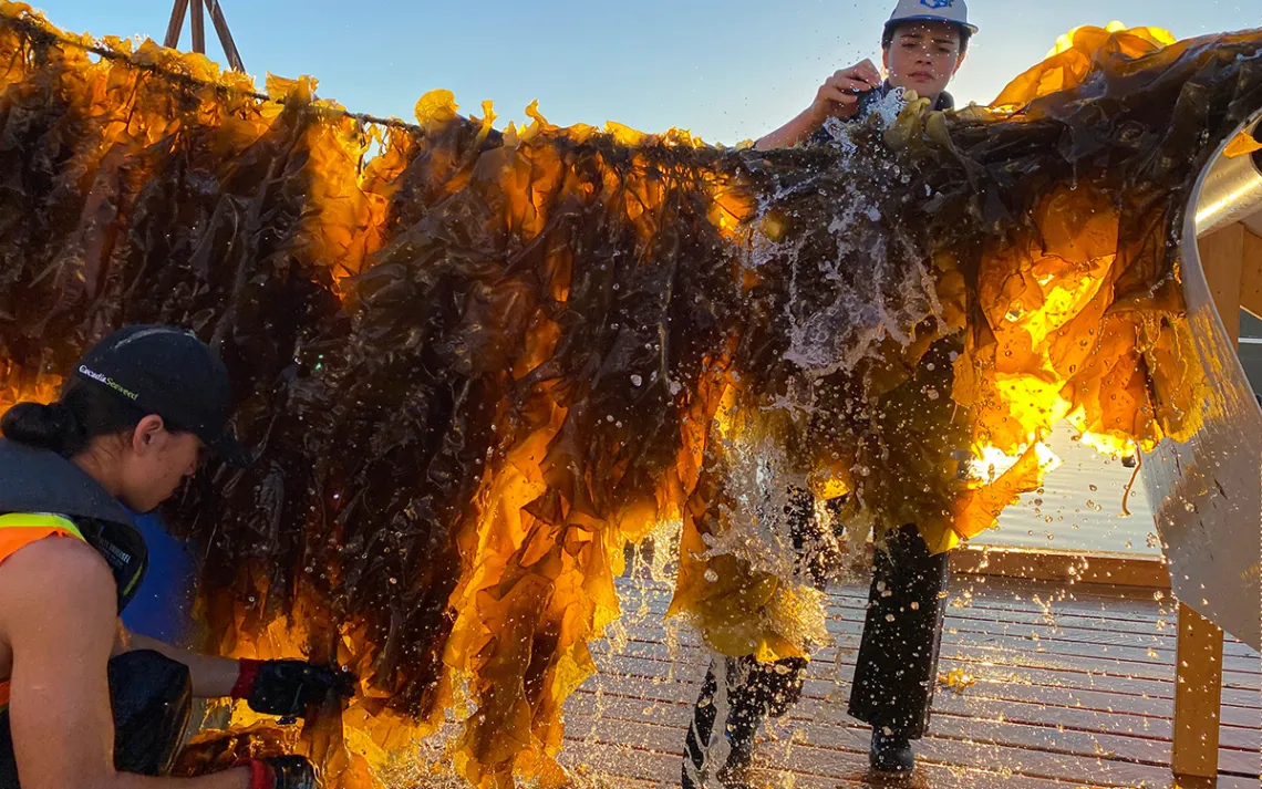 Photo courtesy of Cascadia Seaweed
