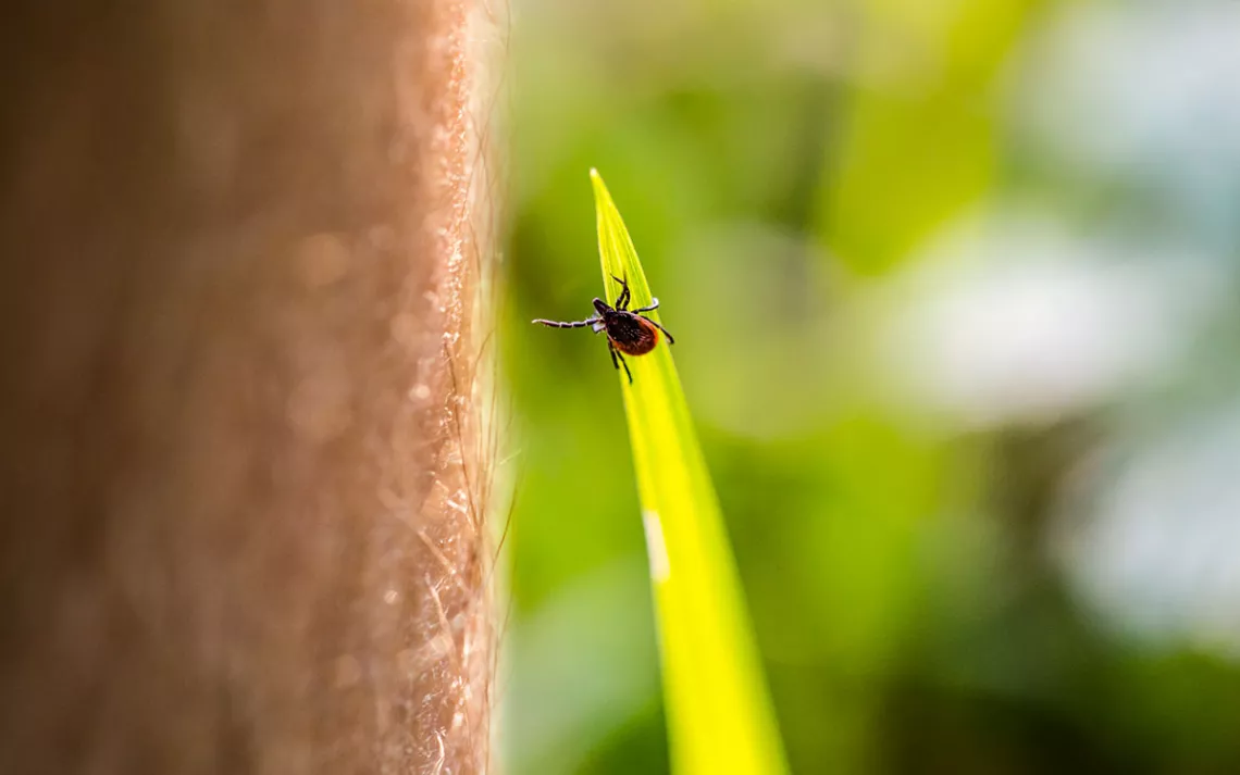 Photo by kmatija/iStock