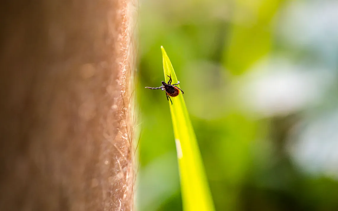 Photo by kmatija/iStock