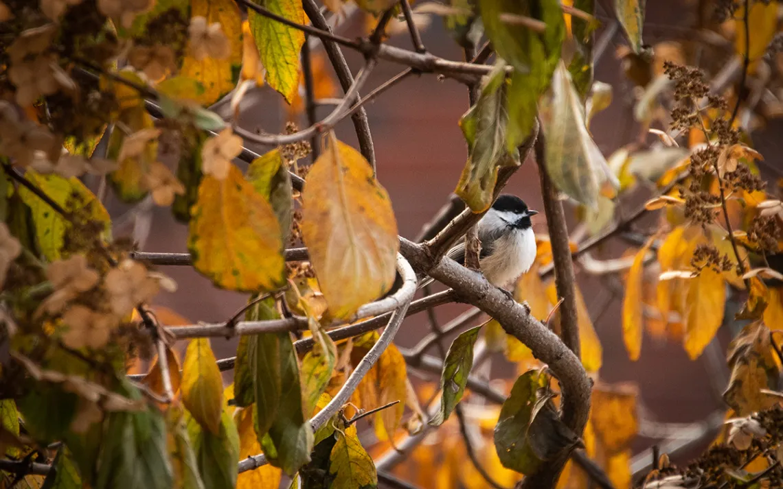 Birdscaped garden
