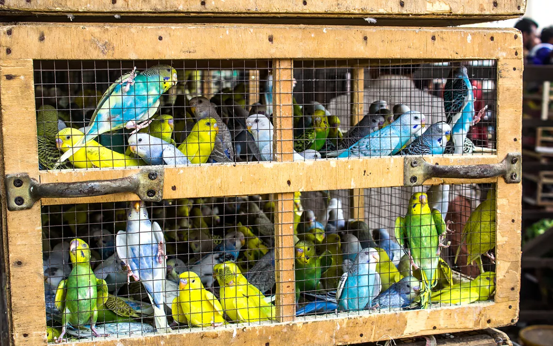 Birds in cage