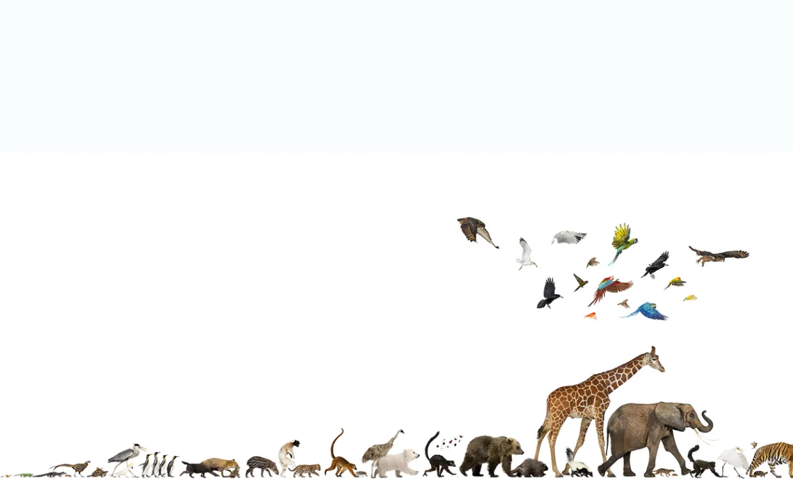 animals