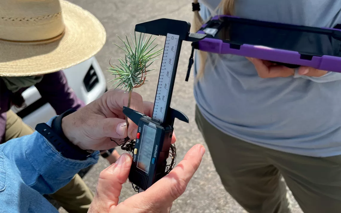 A researcher holds a digital caliper next to a sapling.