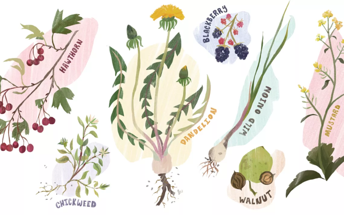 Illustration shows hawthorne, chickweed, dandelion, blackberry, wild onion, walnut, and mustard plants.