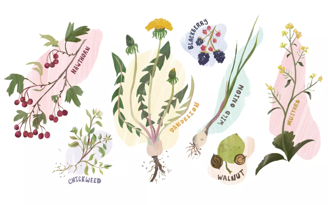 Illustration shows hawthorne, chickweed, dandelion, blackberry, wild onion, walnut, and mustard plants.