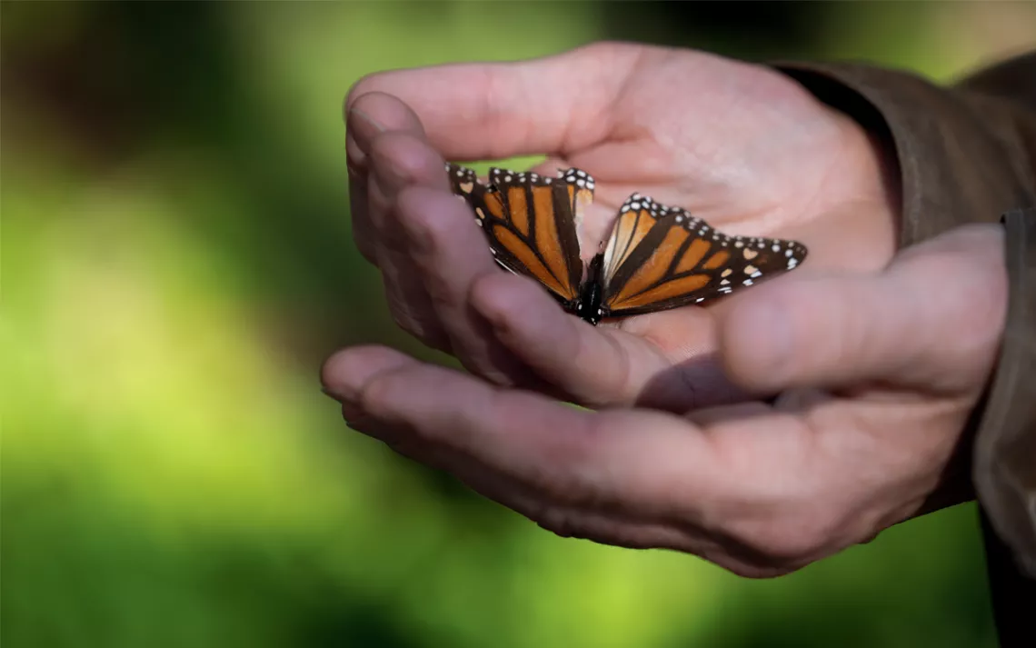 Close-up of Ole Schell's hands holding a dead monarch butterfly.