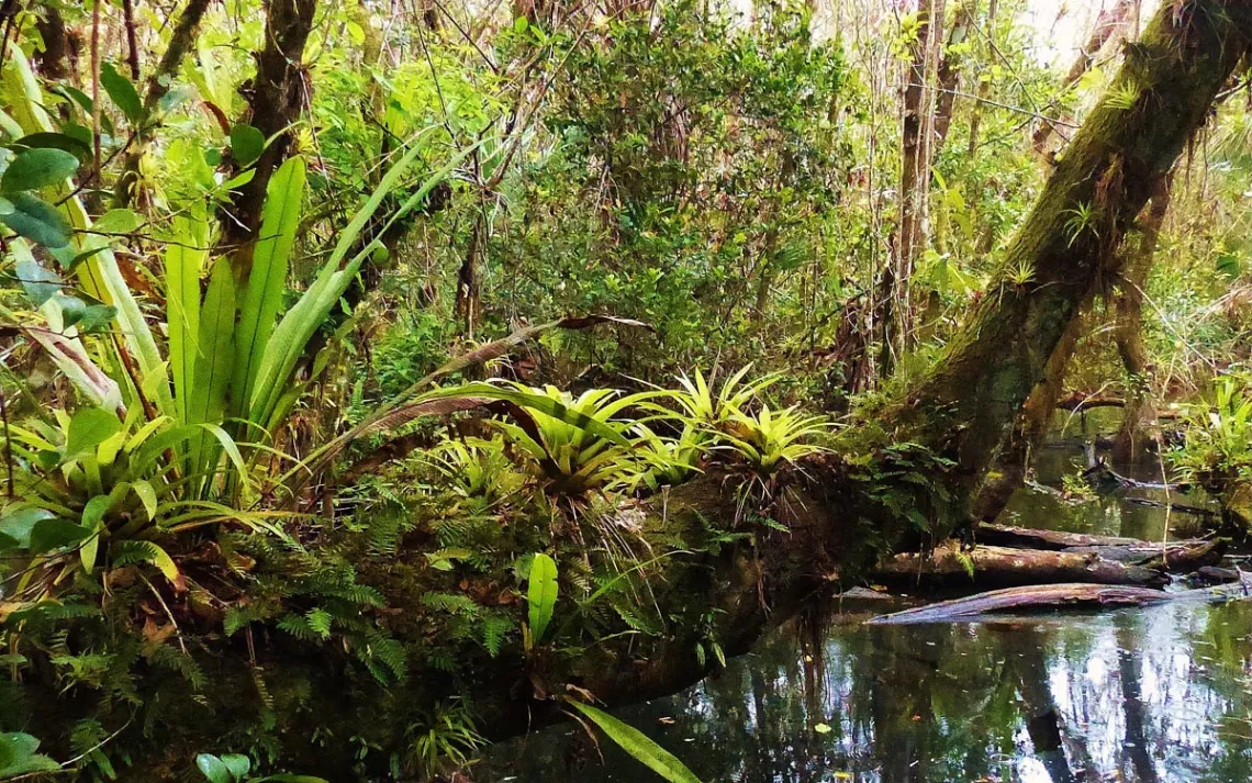 Fakahatchee Strand Preserve