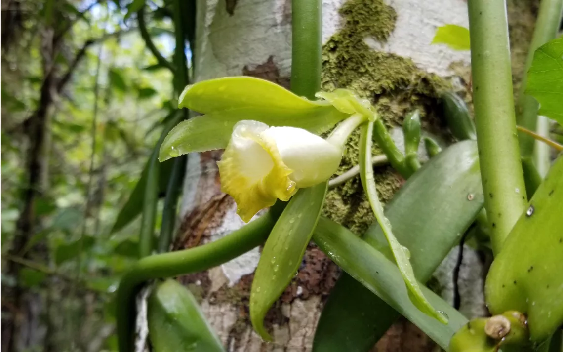 Flowering native vanilla orchid vine