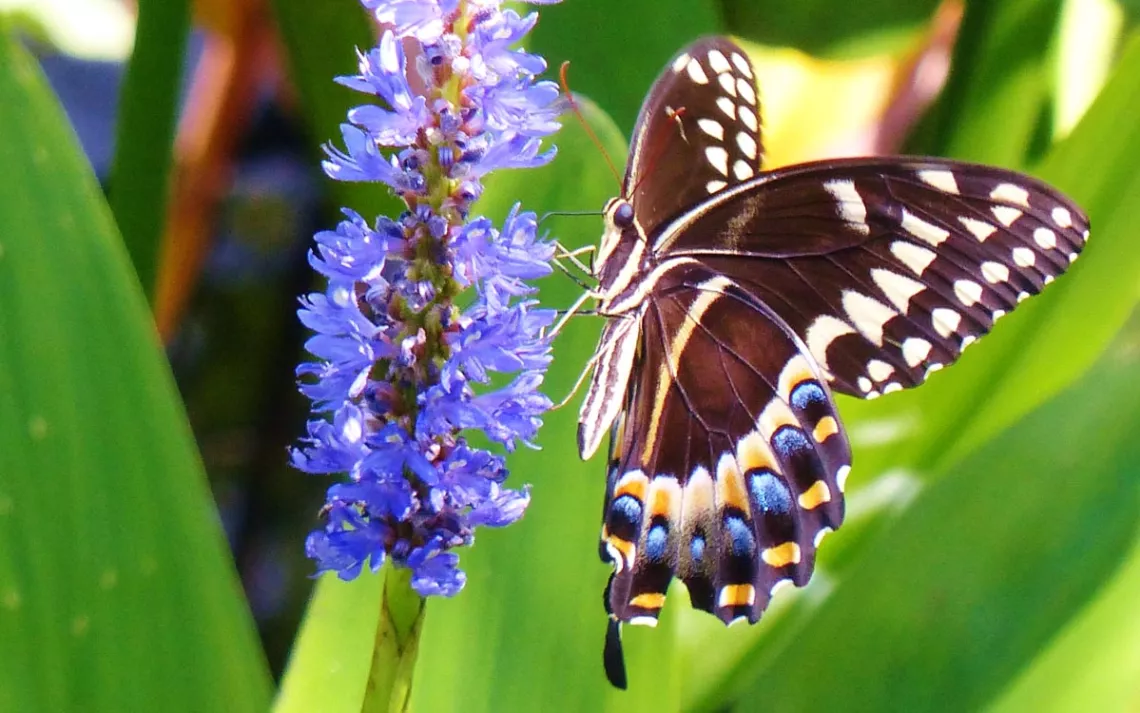 Palamedes swallowtail butterfly