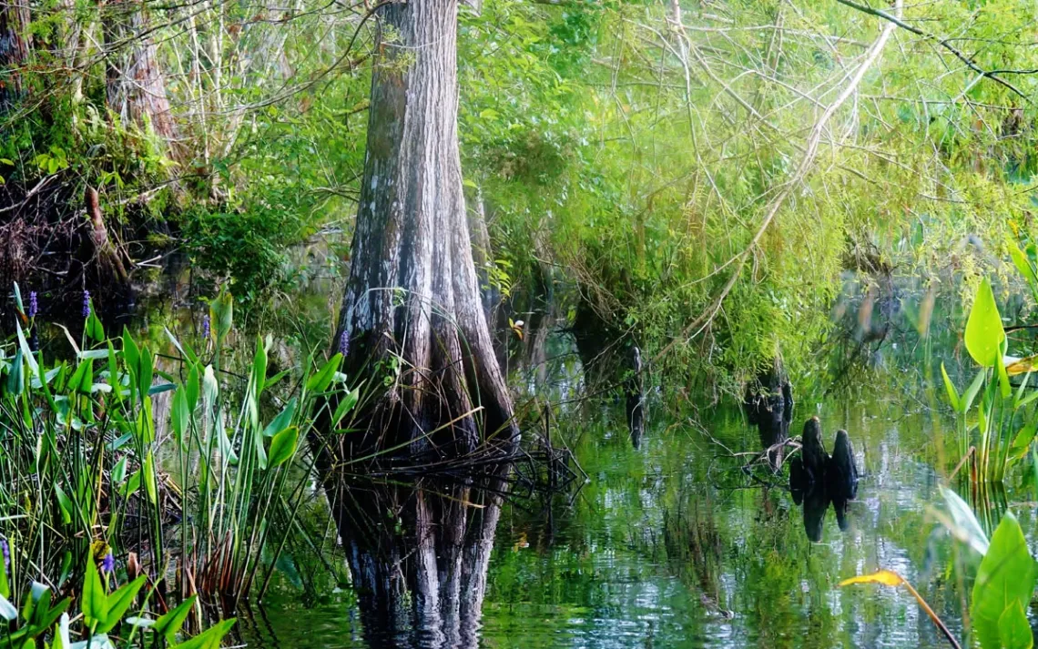 swamp