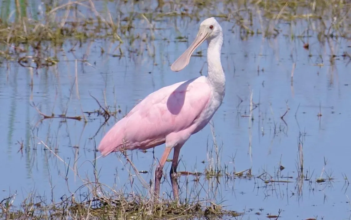 Roseate Spoonbill