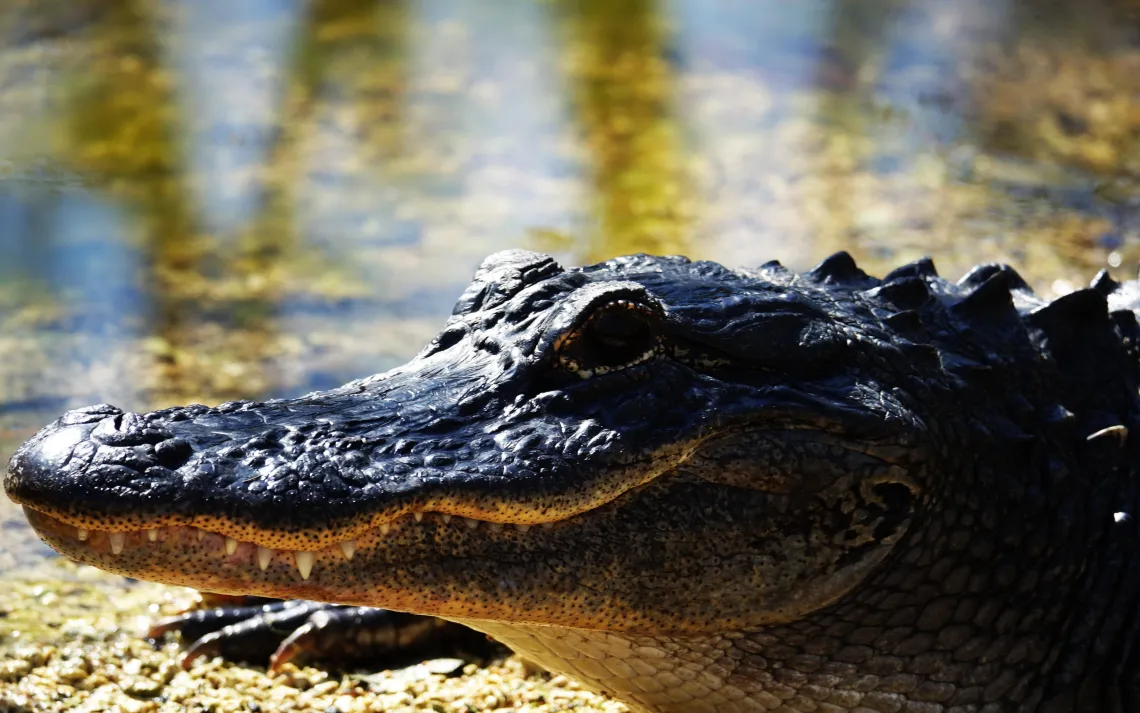 Alligator