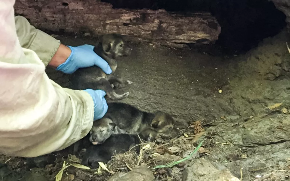 Wolf pups from Akron Zoo being placed in a foster den