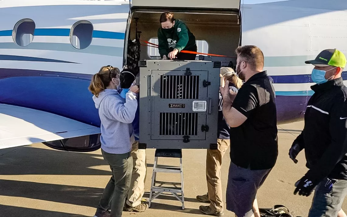 Staff with the Endangered Wolf Center Transporting a red wolf