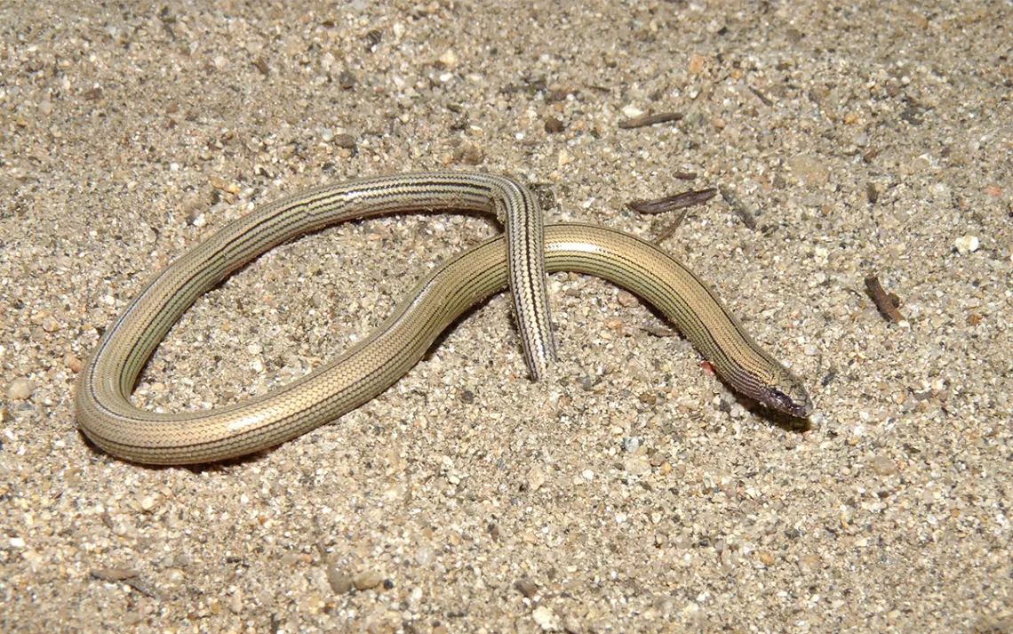 The Temblor legless lizard. Photo by Alex Krohn.