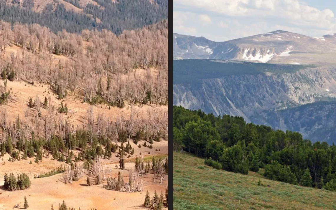 Left: A whitebark pine forest destroyed by beetles. Right: A healthy stand of whitebark pine.