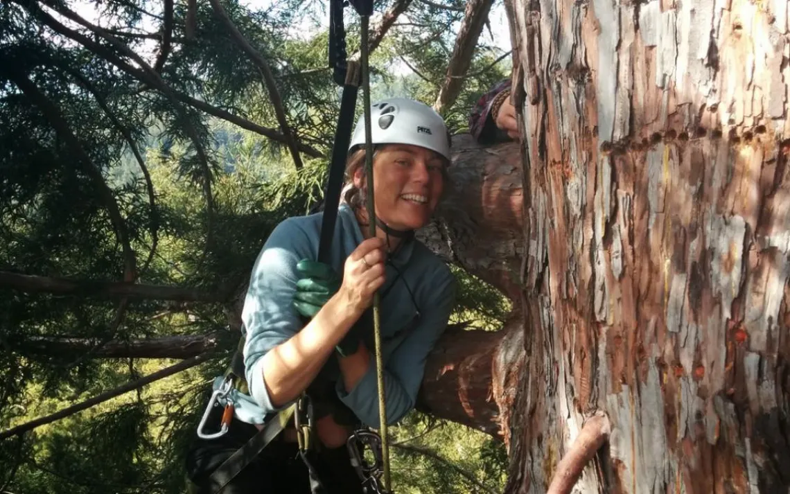 The author high among Grandfather's branches