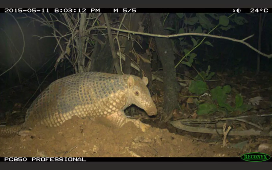 Armadillo captured by a remote camera crawling out of their den.