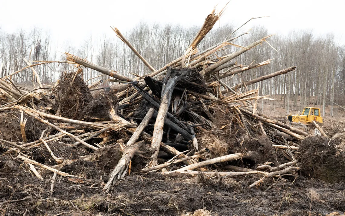 Broken and torn up trees uprooted and piled in a heap with the earth still clinging to their roots.