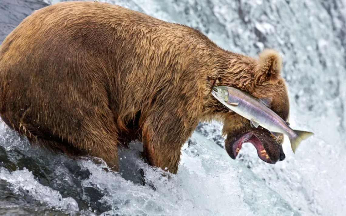 bear