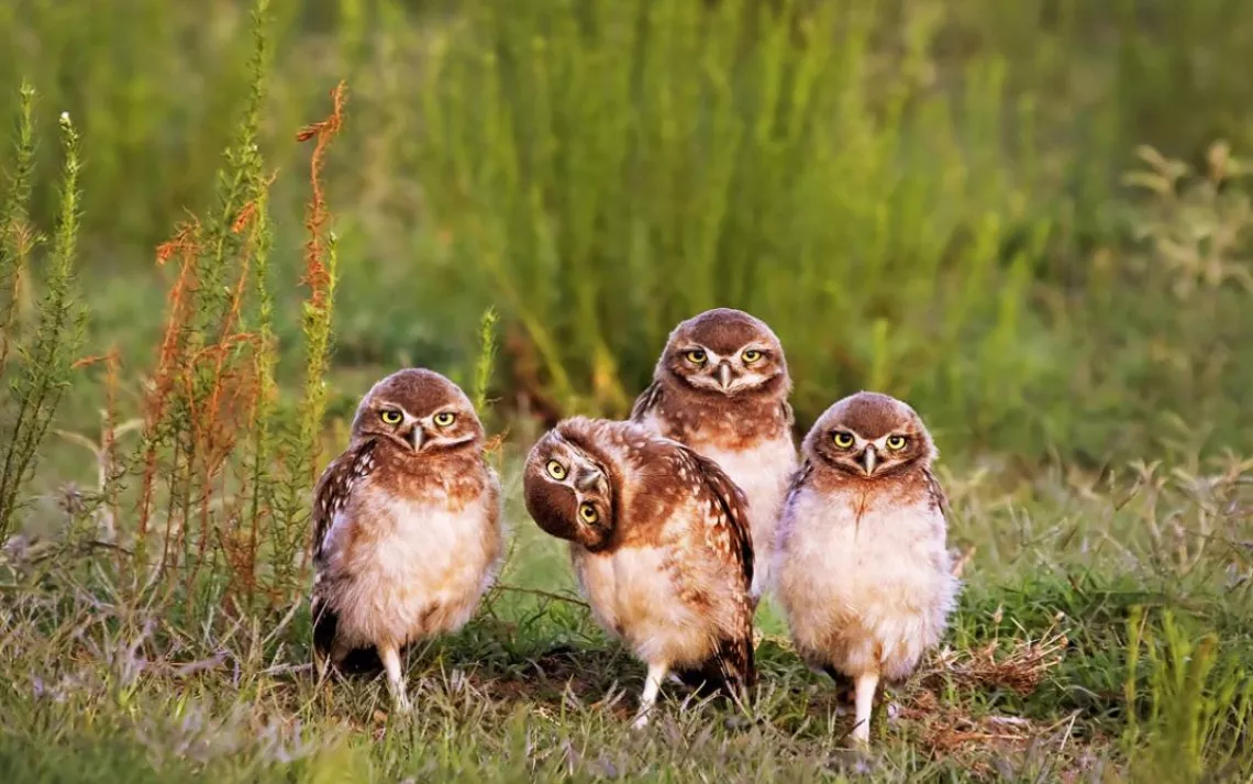 owls