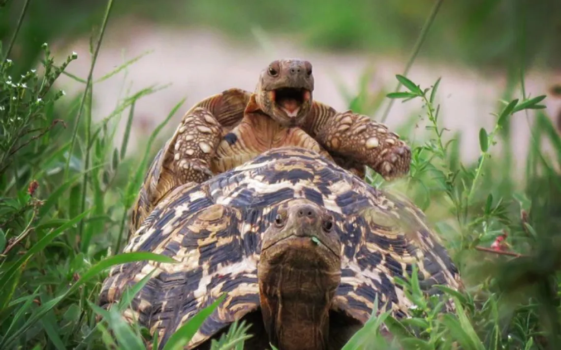 turtle