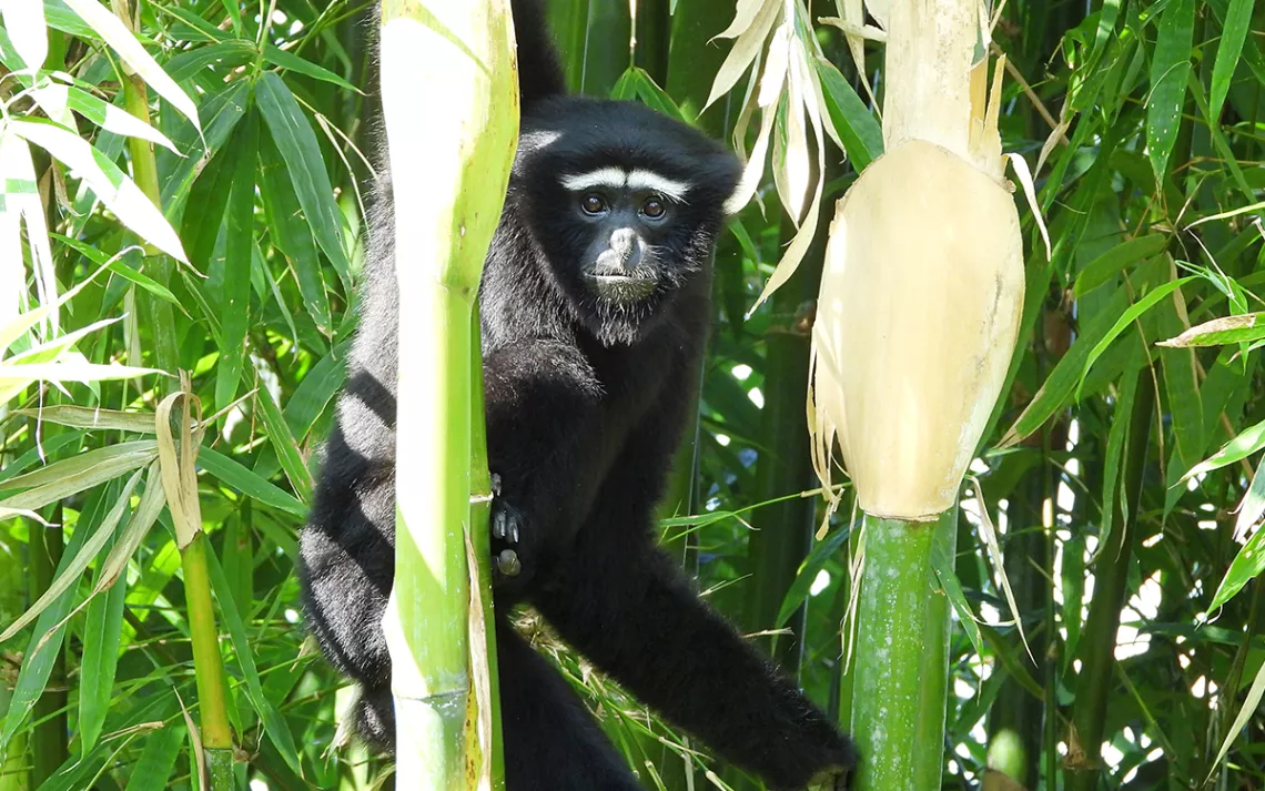 Endangered Gibbons and the Village That Loves Them