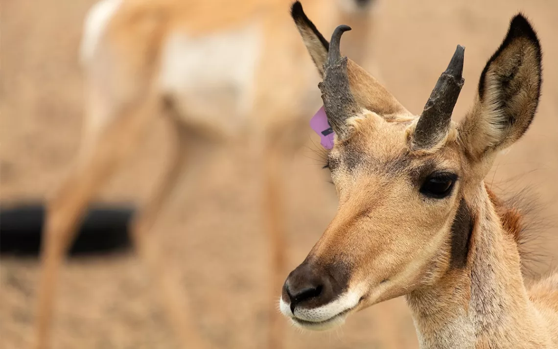 Sonoran pronghorns have unique features important to their survival in the desert.